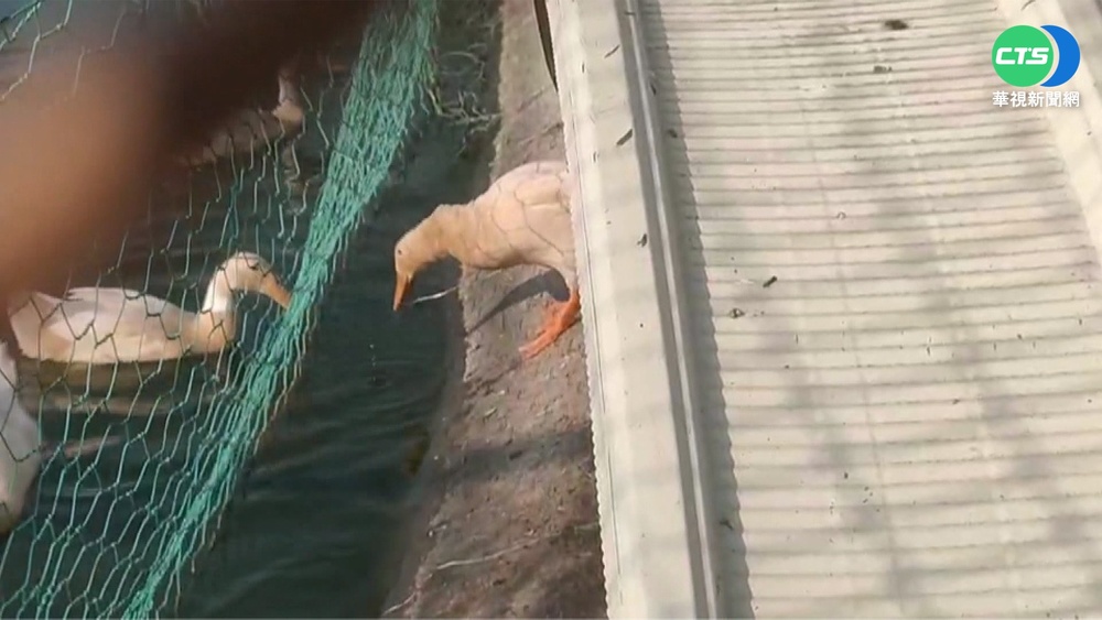菜鴨身懷絕技"叼飼料餵魚" 民眾驚呼:太厲害
