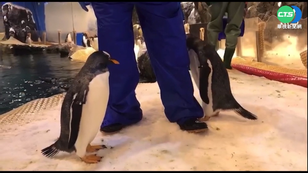企鵝養起來? 海生館標售36隻 民眾喊團購