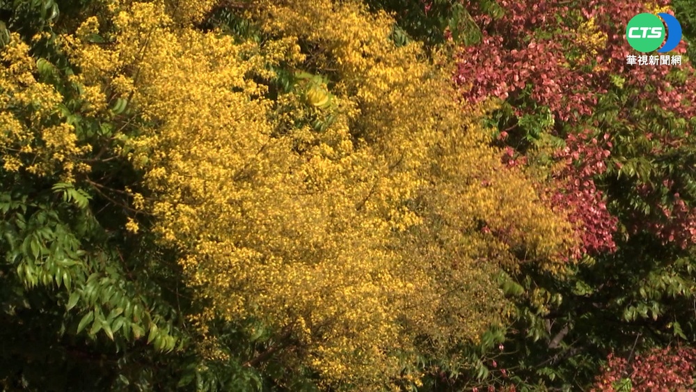 黃金花海綿延兩公里 台中隱藏版欒樹仙境