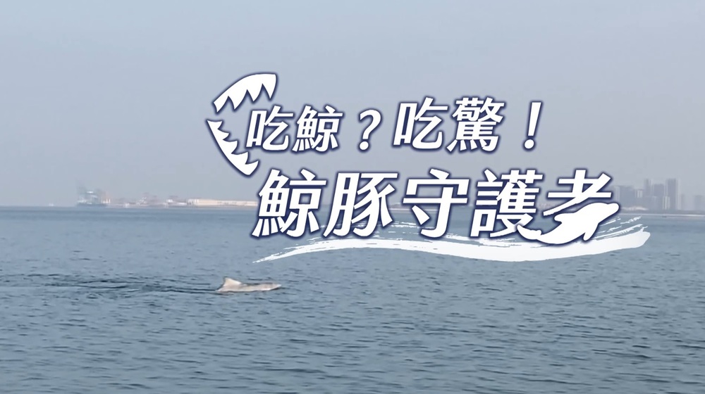 血色海洋 當海豚端上桌｜鯨豚守護者｜華視新聞雜誌