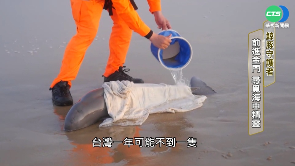 鯨豚守護者 前進金門 尋覓海中精靈!