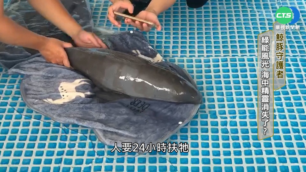 海中精靈漸消失 直擊鯨豚守護者救援行動