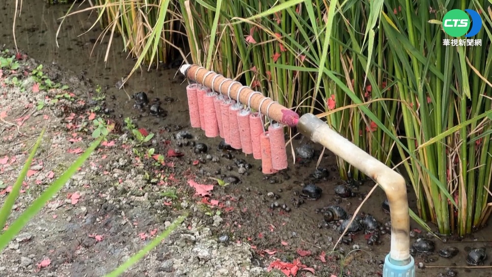 稻穀結穗麻雀搶食 農民自製"定時炮"嚇鳥