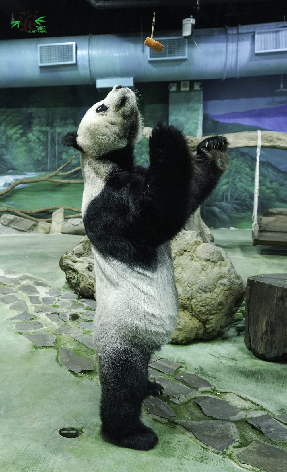 圖片來源 台北市立動物園