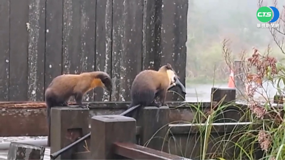 大膽"貂民"哥倆好 太平山結伴竊登山仗賣萌