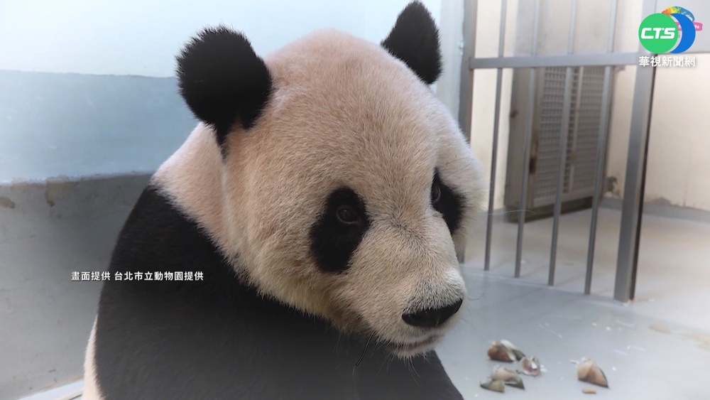 大貓熊"團團"服藥後病況穩定 最快下周二見客