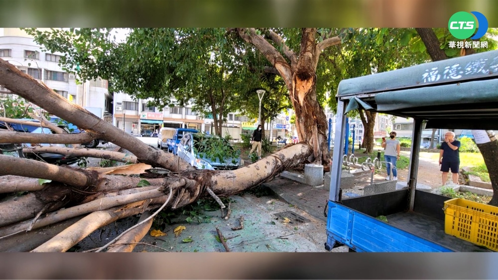 無風無雨大樹倒! 高雄菩提樹斷壓毀5車