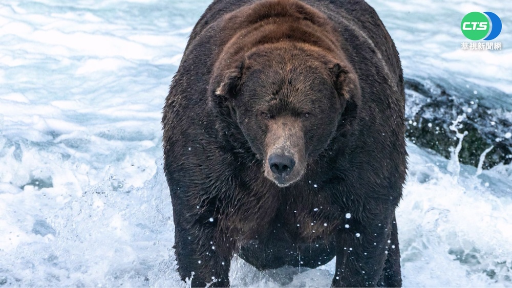 阿拉斯加胖熊周賽 "棕熊747"重635公斤奪冠