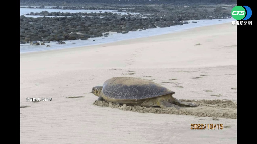 澎湖嵵裡沙灘迎嬌客 居民發現綠蠵龜產卵