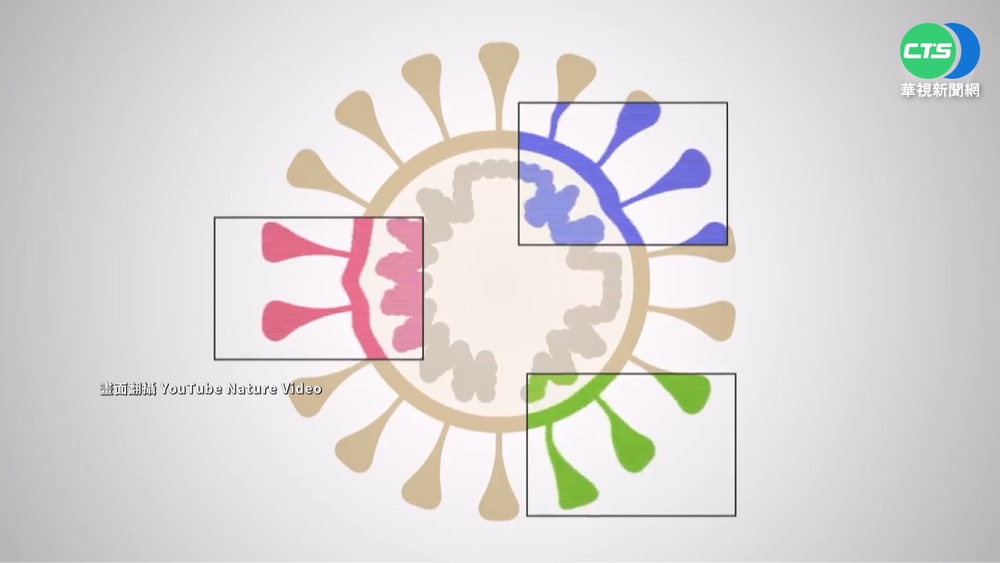 Omicron變種增! 專家:疫情拖沓致持續變異