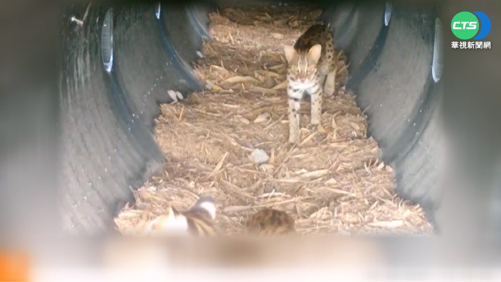 萌!石虎母子走跨河通道 安全返家全紀錄