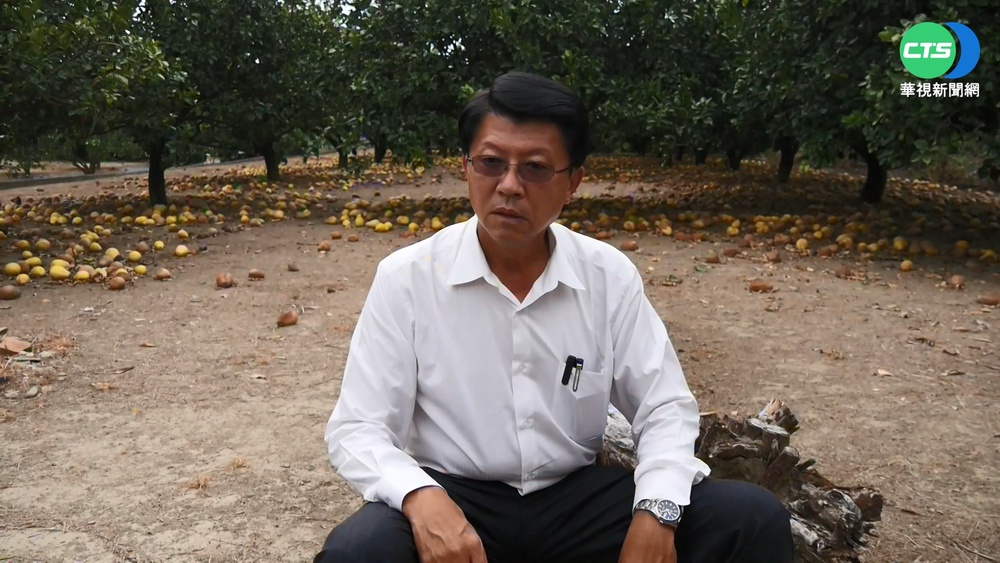 "文旦"成攻防點! 謝龍介果園開直播批黃偉哲