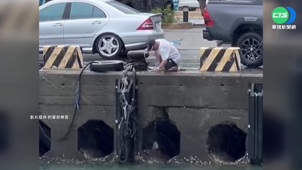 港口變大型海釣場 逾500斤龍虎斑釣不完