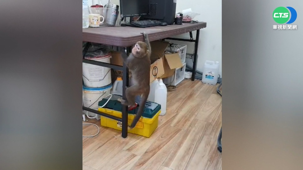 台南山上水道博物館遭獼猴闖入 疑遭棄養