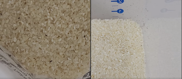 打開米袋見「米蟲宗親會」嚇壞一票人 農委會建議這樣做