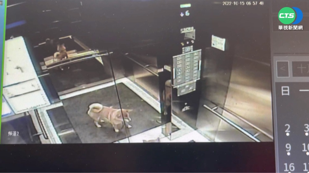 驚險! 牽繩在電梯外 柴犬遭勒脖吊5秒