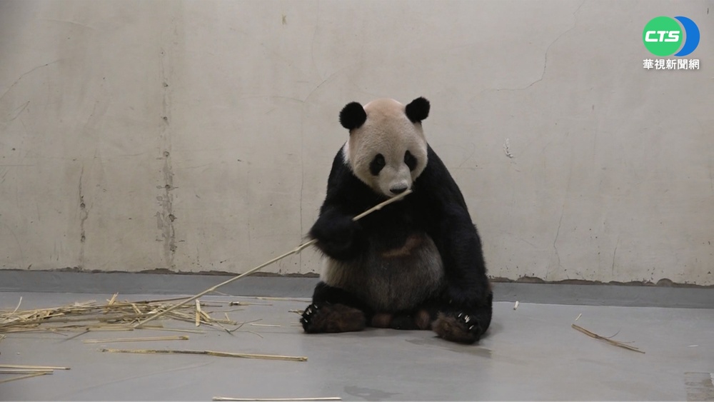 "團團"後腿無力.食慾不振 出關計畫喊卡