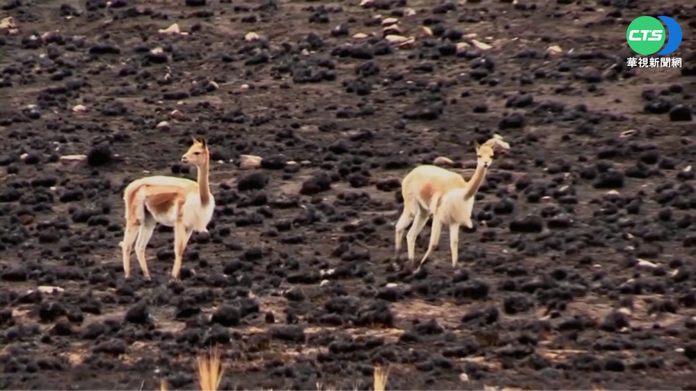 秘魯安地斯山脈野火 吞噬駱馬棲地釀15駱馬亡