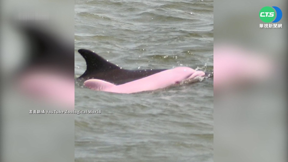 "粉紅豚"現蹤亞馬遜河 夢幻外表神秘傳說!