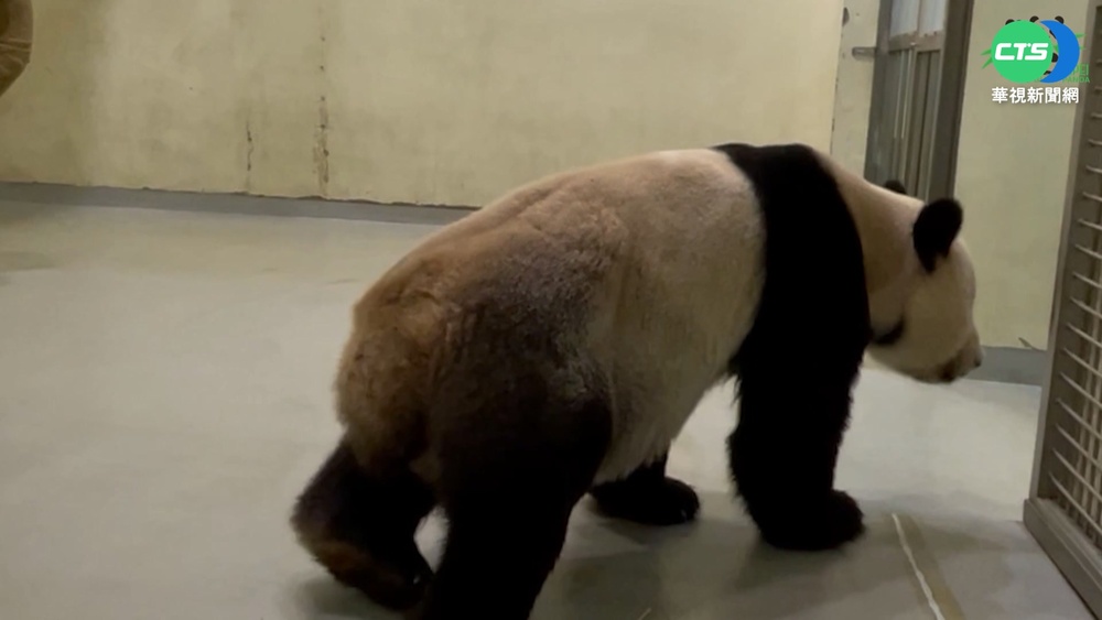 揪心! 貓熊團團病情惡化? "腿軟拖地"影曝