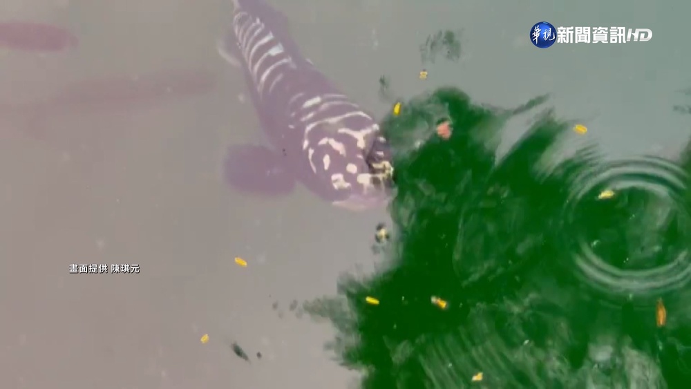 日月潭出現"死亡泡泡" 魚虎大軍出沒覓食