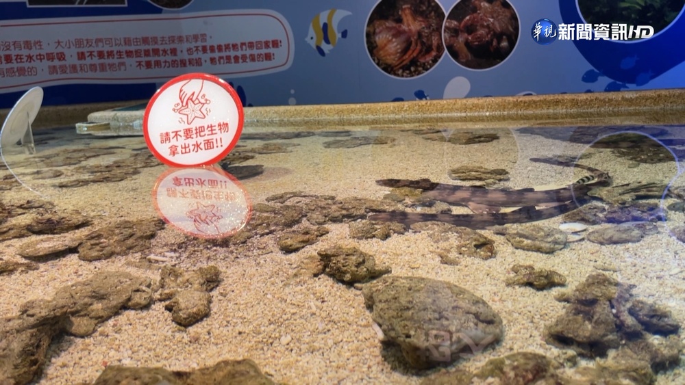 海洋公園觸摸池"狗鯊" 遭孩童把玩.丟拋