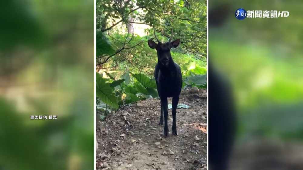 水鹿現蹤彰化登山步道 與民眾對望不怕生