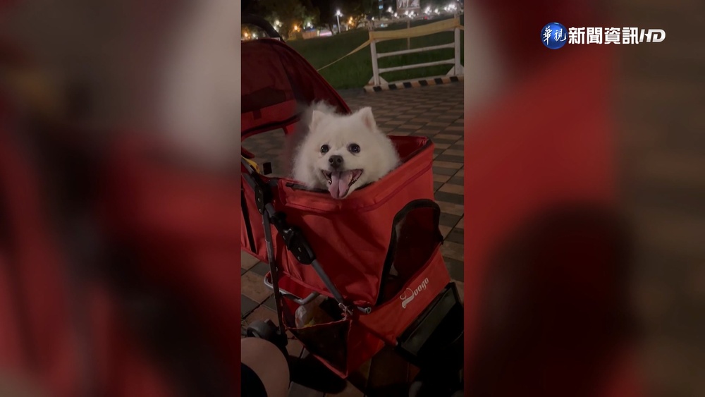 遛狗遭路人甩棍暴打 愛犬"跑不動"被打死