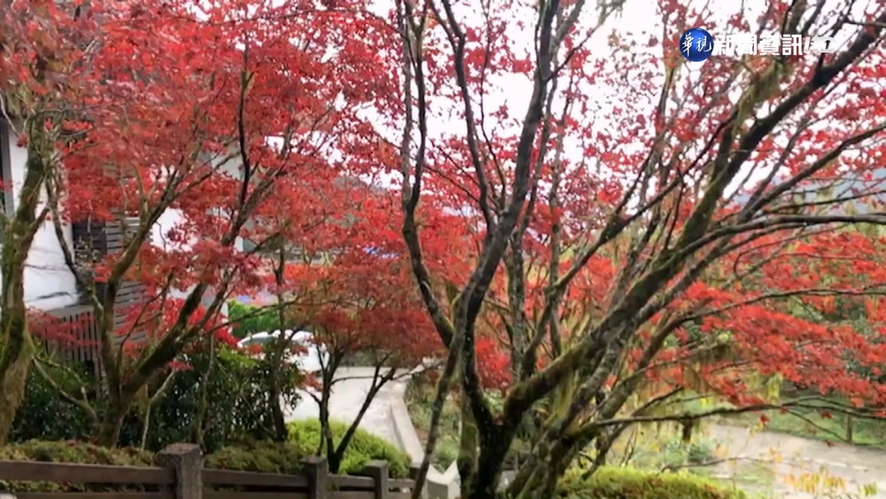 太平山紫葉槭"換裝" 紅葉隧道如夢似幻
