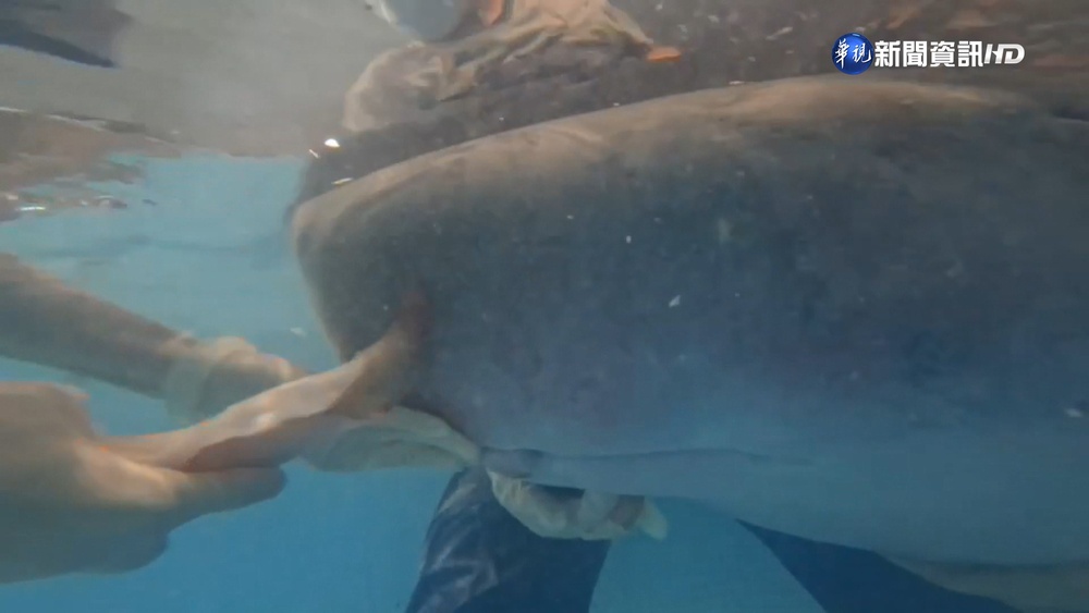 抹香鯨擱淺送八斗子搶救4日 換氣不順不治