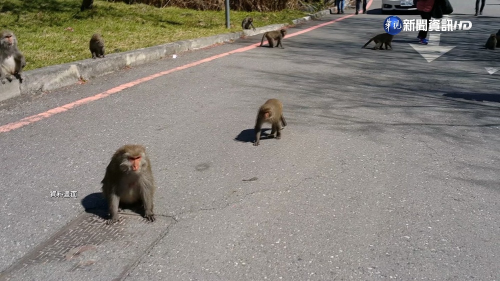 武陵停車場獼猴跳車內狠咬 登山客手掌縫7針