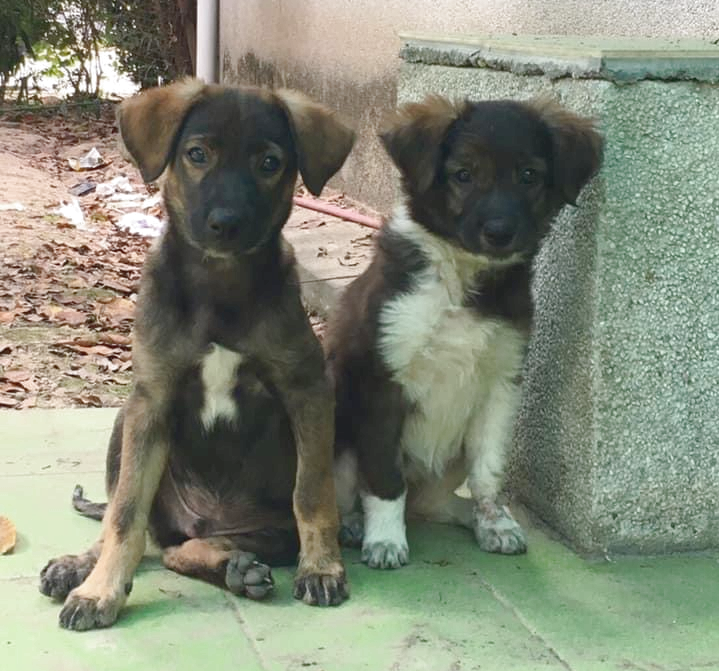 鼓勵北市認養毛孩自費投保 動保處送1千5禮券 絕育也補助