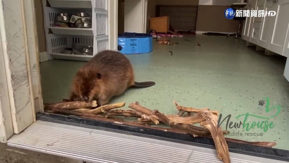 天生水利工程師! 河狸築巢蹦跳超萌吸睛