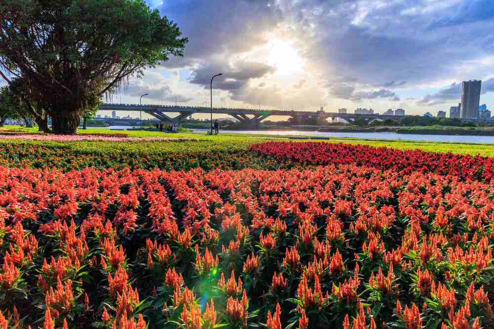 大稻埕旁8萬盆河濱花海盛開！快來「環騎台北」拿好禮