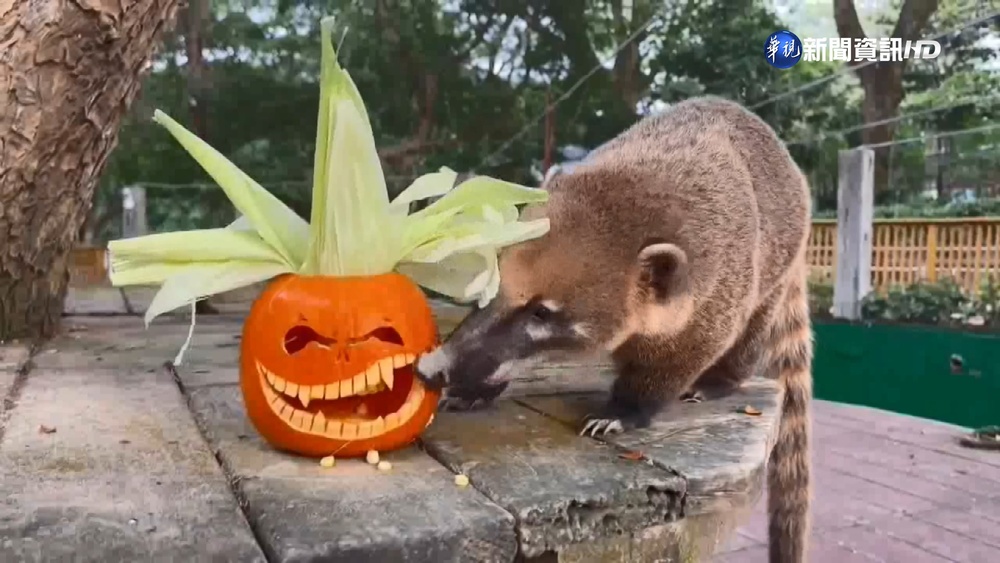 壽山動物園也搞怪 動物萬聖節派對玩很大