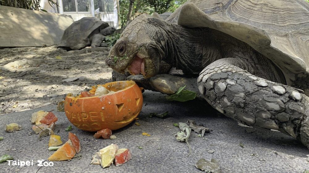 動物們吃得營養均衡之際，也能一同享受萬聖節氣氛  圖文來源 台北市立動物園