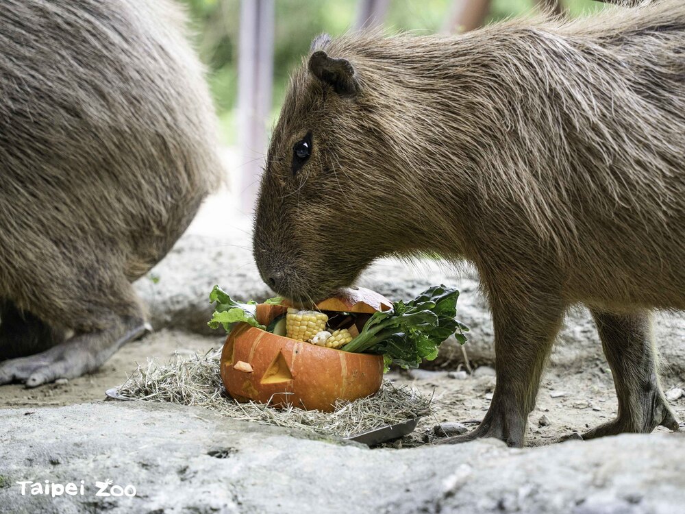 面對南瓜上的鬼臉，向來淡定的水豚不為所動，更感興趣的是內餡裡滿滿的美味葉菜 圖文來源 台北市立動物園