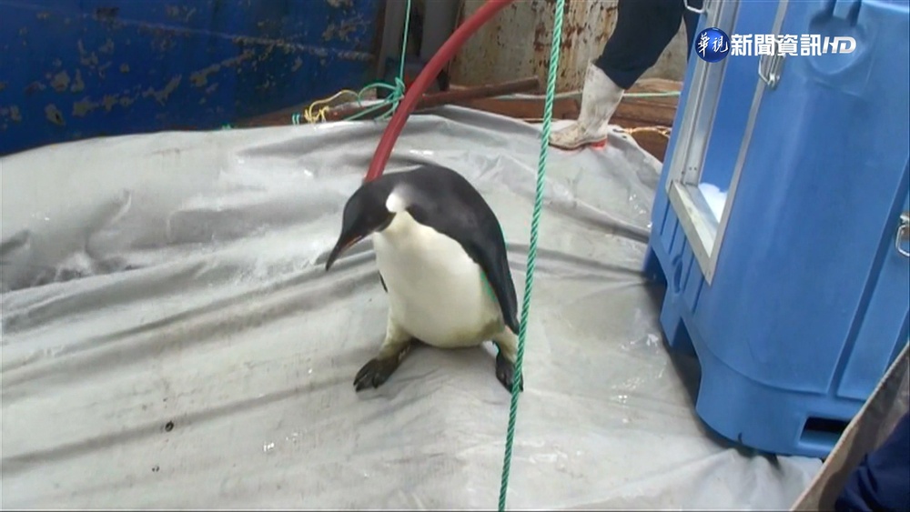氣溫攀升影響繁衍 美將帝王企鵝列保護名單