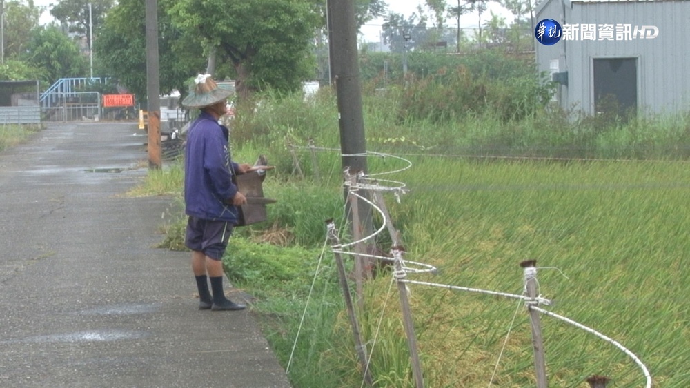 噪音擾民?! 放炮敲鐵桶驅趕鳥 農民:為生存