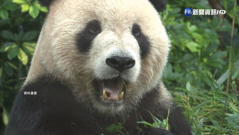 搶救"團團" 中國2專家探視提供用藥建議