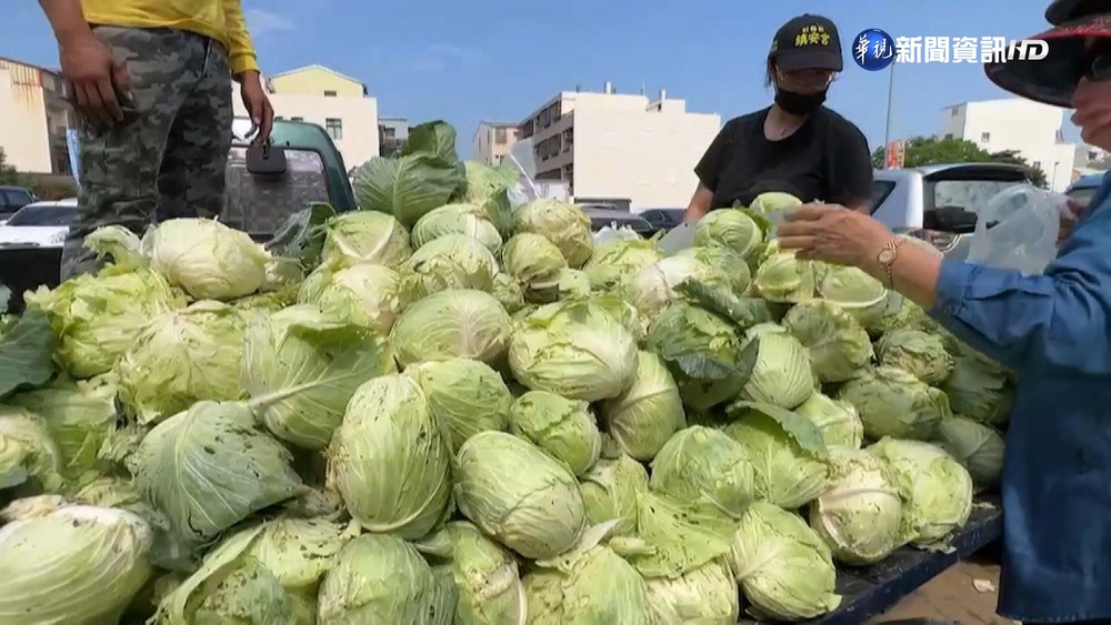 便宜一半! 高麗菜1顆15元 便宜賣婆媽狂搶