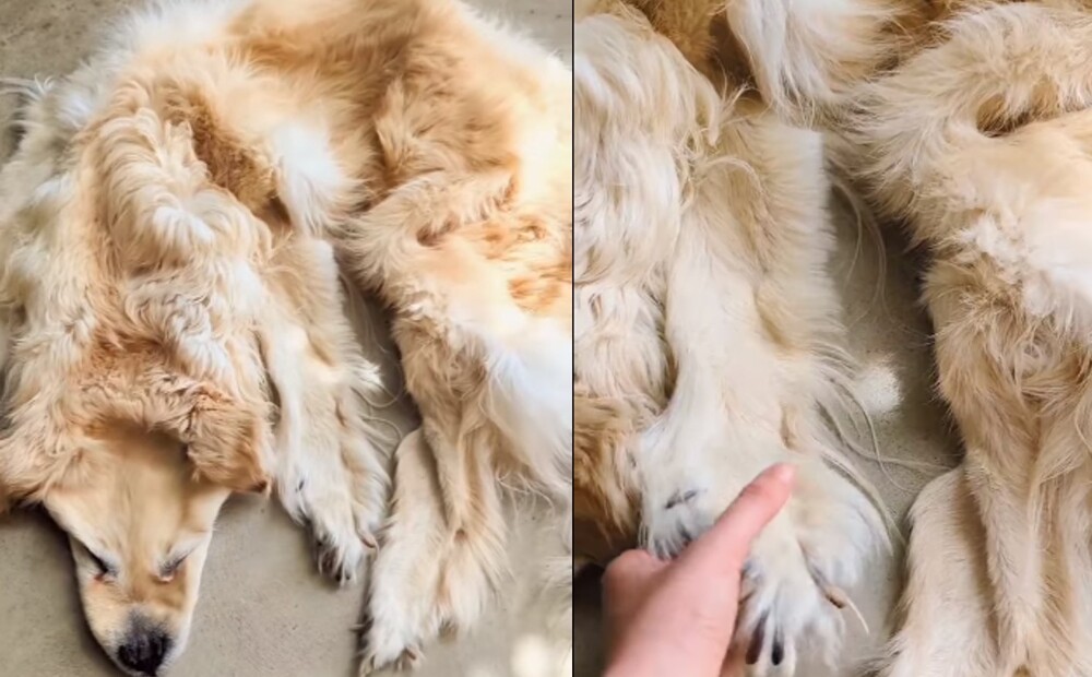 圖片翻攝自 chimerataxidermy IG