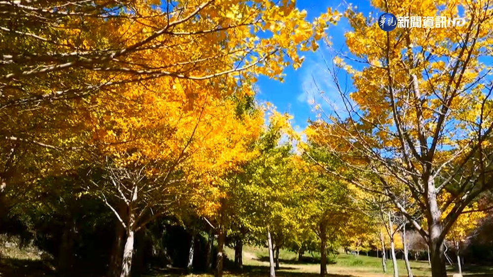 中高海拔溫差大 武陵金黃銀杏林"爆開"