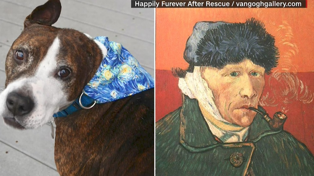 獨耳狗藝術天分高! 作品畫風抽象如"梵谷"