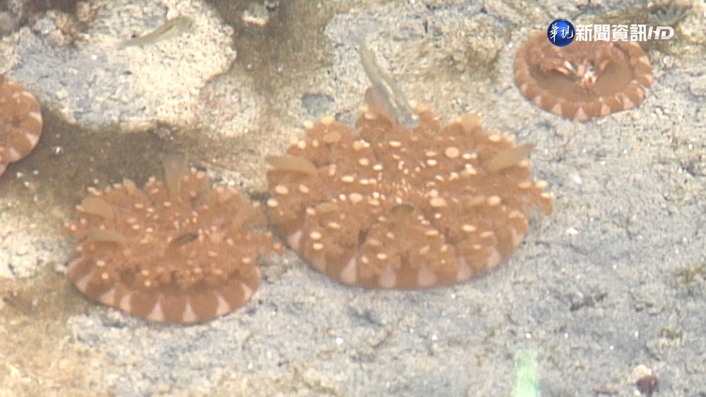 本島唯一!"倒立水母"現蹤高雄 跨縣組團搶看