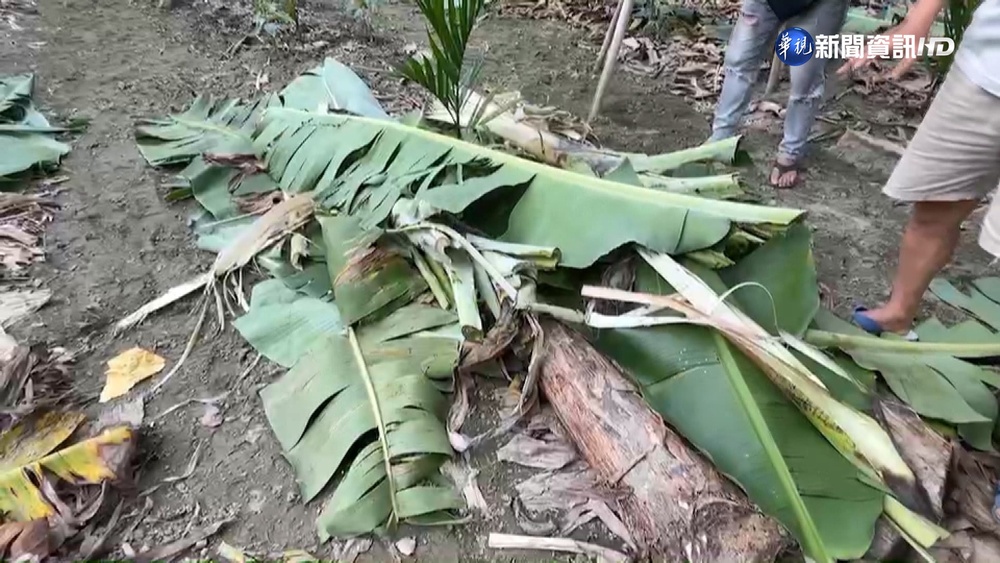 大型犬類疑闖香蕉園破壞! 農民崩潰:心血報銷