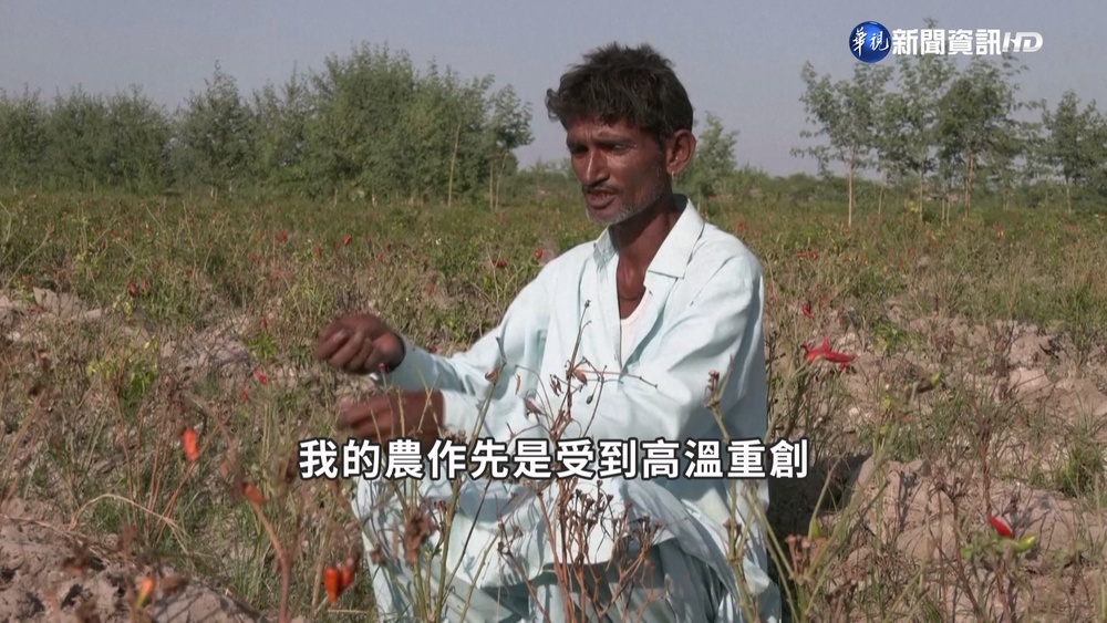 極端氣候接力襲 重創巴基斯坦辣椒之都