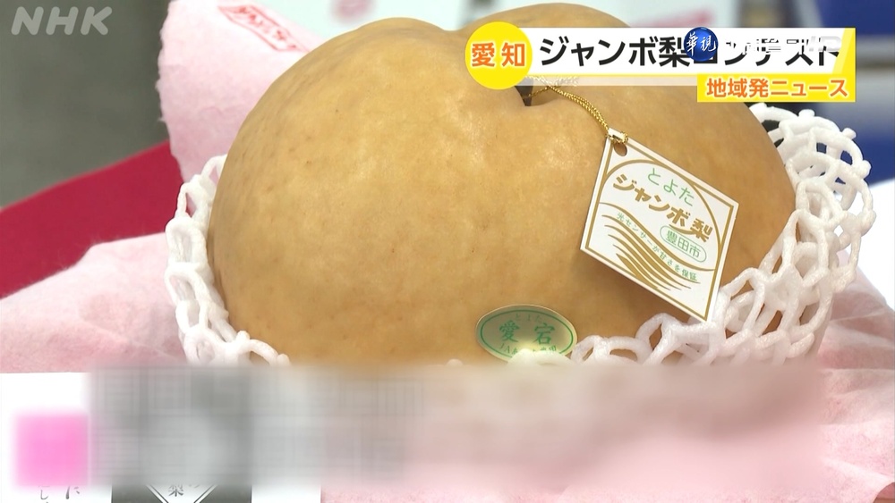 日本愛知縣"梨子大賽" 獲勝巨梨重2.9公斤