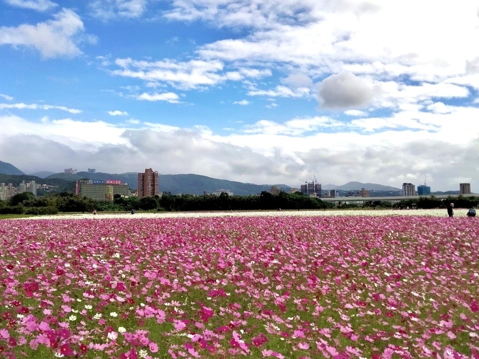 台北最大花海在關渡！來「花現幸福」打卡送好禮