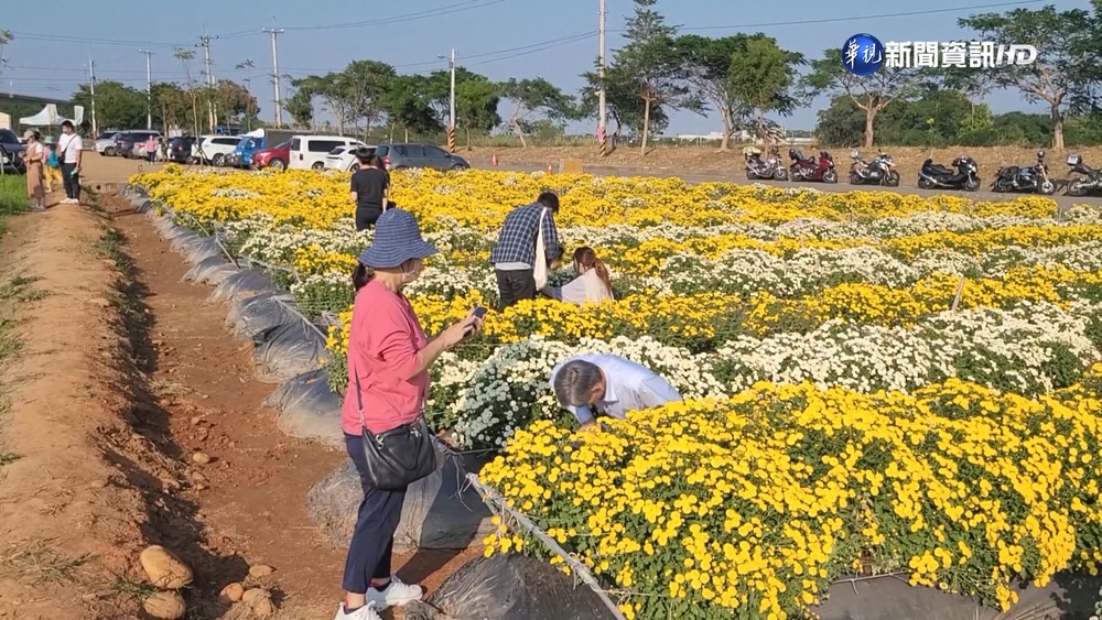 苗栗"黃金+雪白"杭菊花海 季節限定美景!